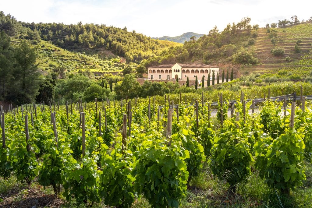 vineyard full of leafy vines with building in the background in priorat wine region