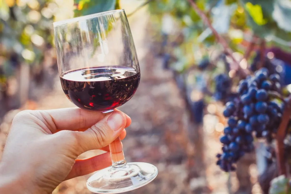 glass of red wine being held up in front of grape vines that are almost ready for harvest