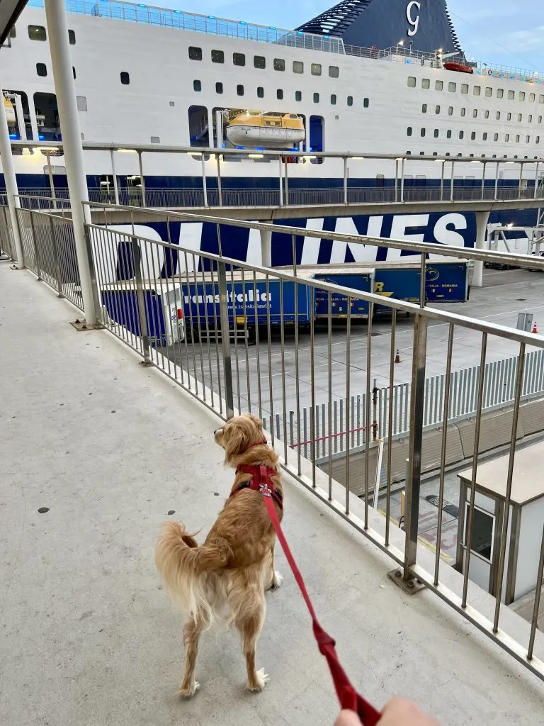 ranger storm waiting to board grimaldi lines boat in barcelona spain