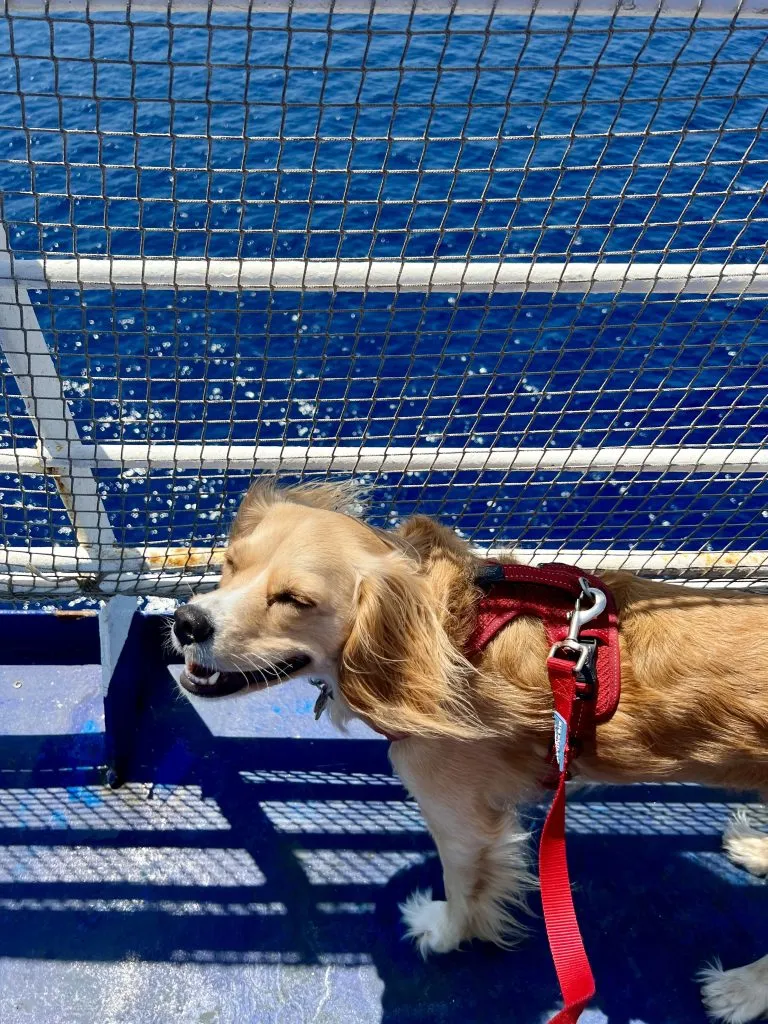 ranger storm smiling on deck on grimaldi lines ferry spain to italy