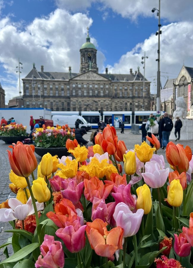 colorful pot of tulips with  the royal palace amsterdam visible behind it