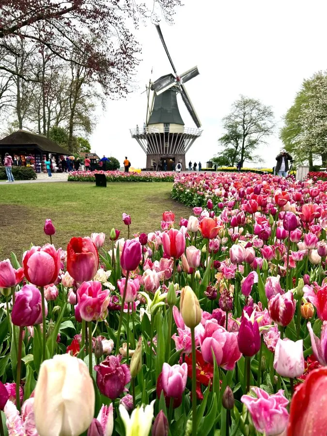 pink tulips on a rainy day with keukenhof windmill in the background