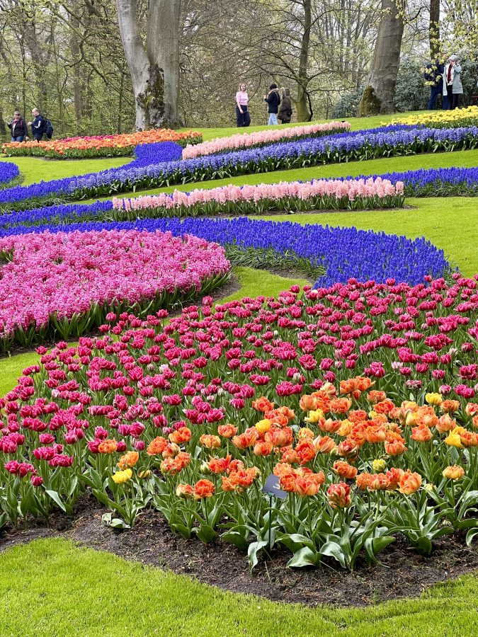 colorful tulips on a rainy day in keukenhof the the netherlands