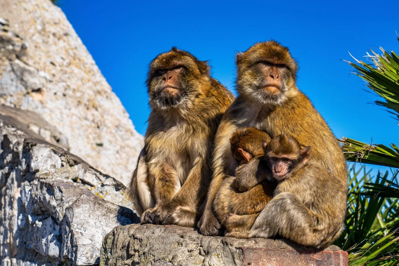 close up portrait of barbary macaques in gibraltar