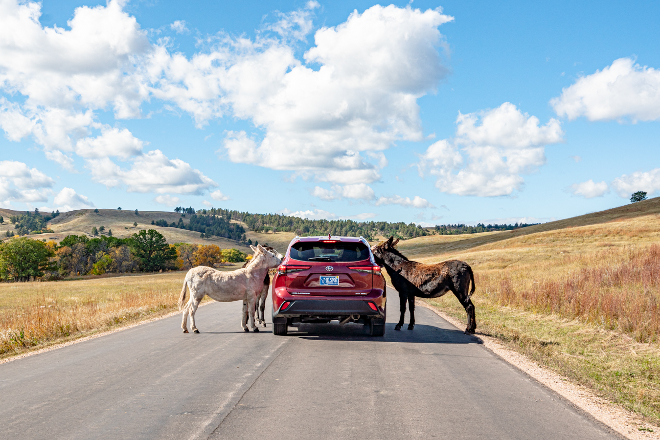 burros being fed in custer state park by people in a red suv when driving in south dakota