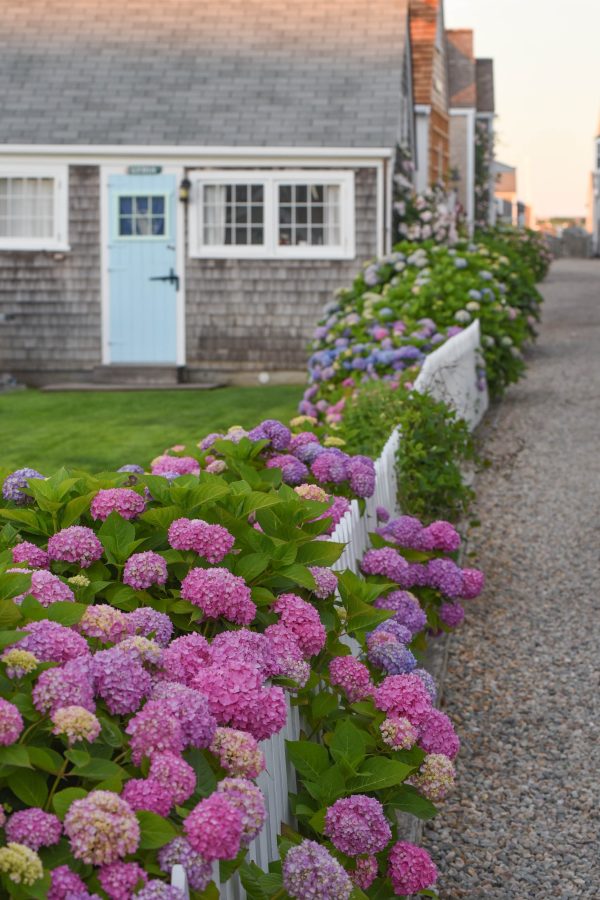 blooming hydragenas along a quiet street in nantucket, one of the best east coast beach towns to visit