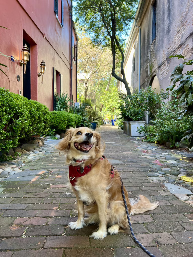 ranger storm in philadelphia alley when visiting charleston sc
