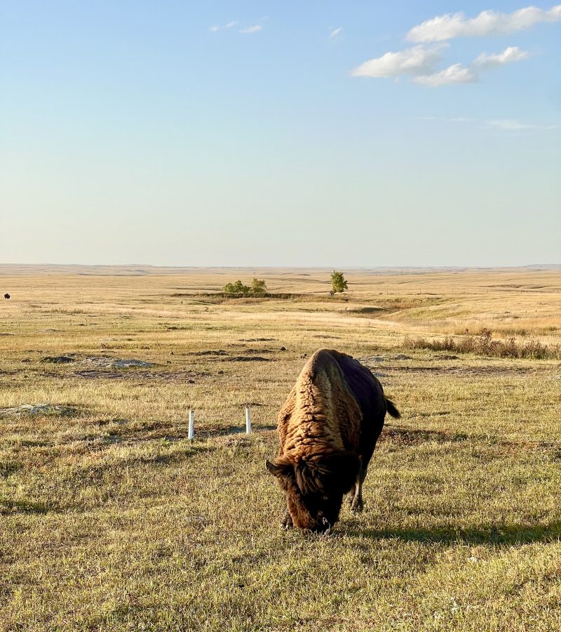 bison eating grass in badlands national park south dakota