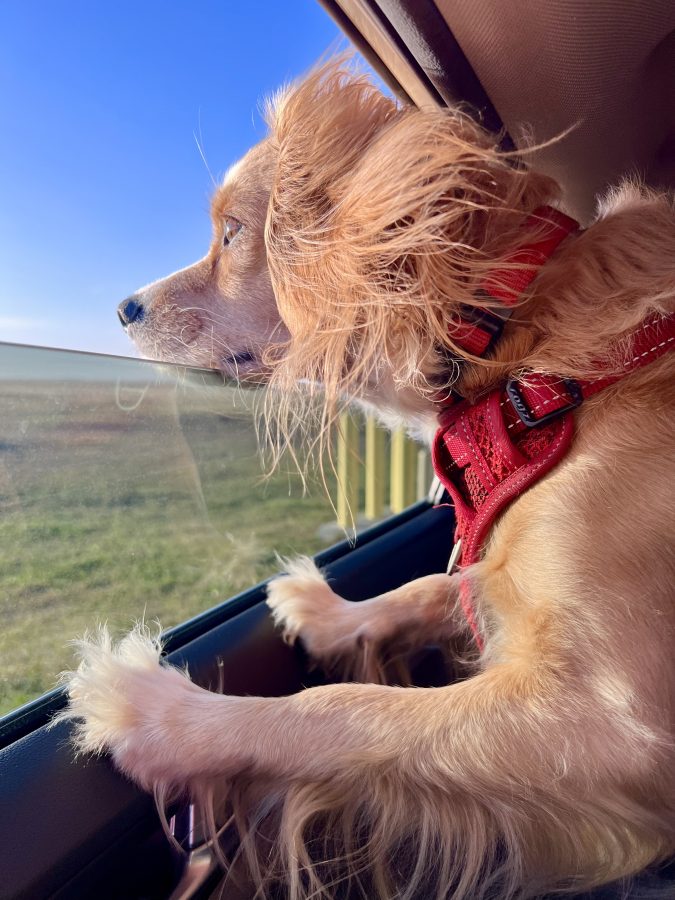 ranger storm looking out car window at prairie dogs in badlands national park during a south dakota vacation