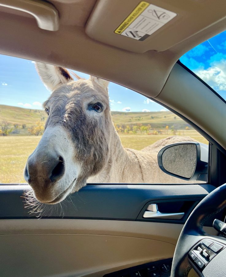 begging burro custer state park south dakota with its head in the car